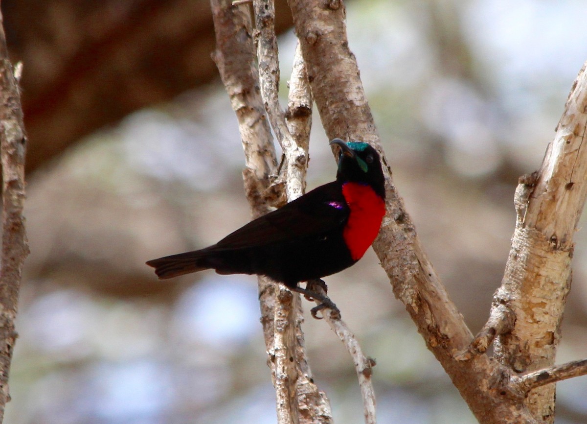 ノドグロヒムネタイヨウチョウ - eBird