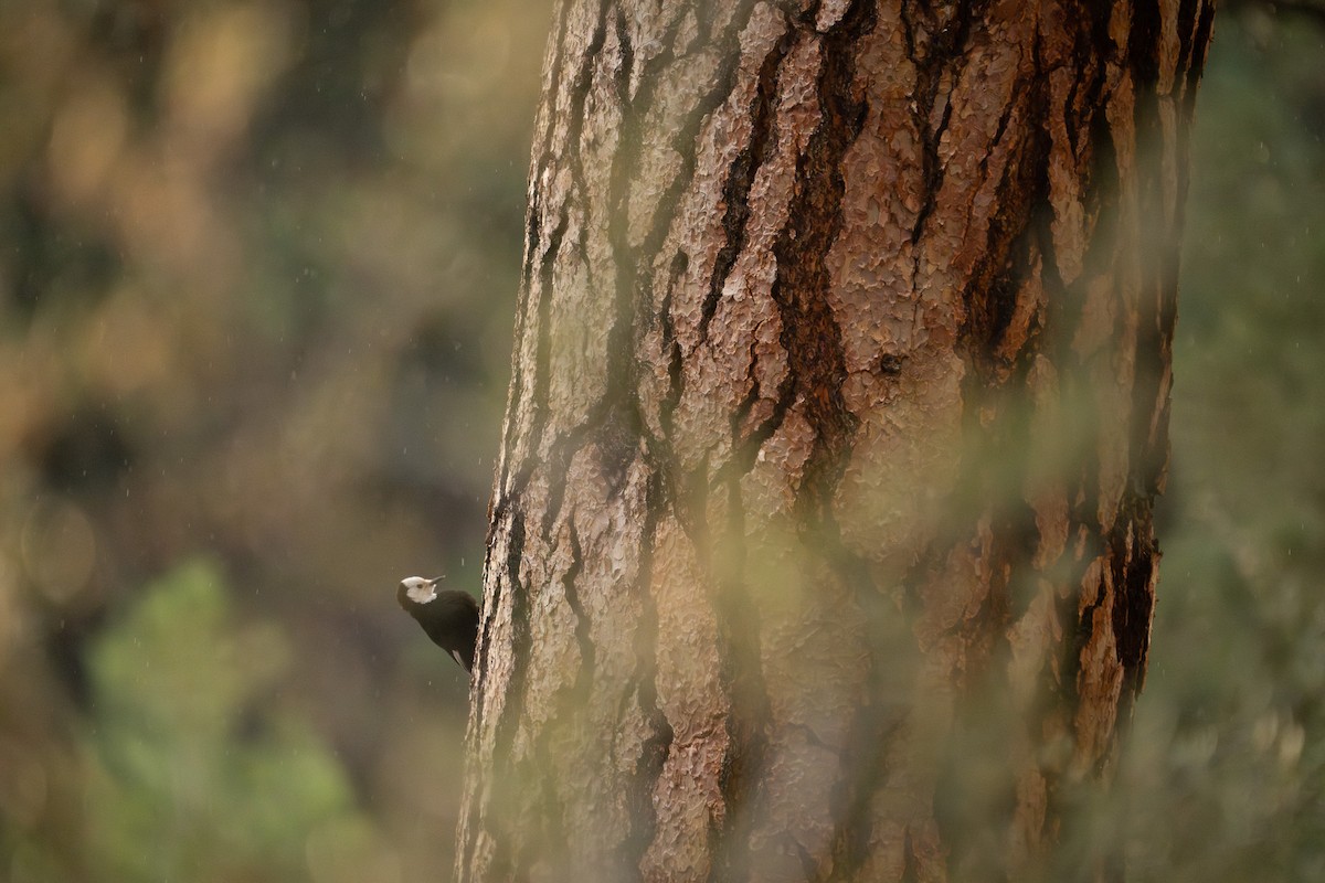 White-headed Woodpecker - ML611290266