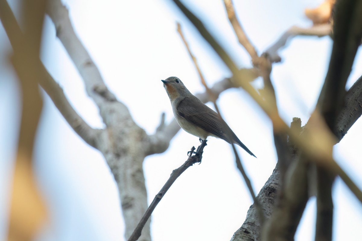 Taiga Flycatcher - ML611290281