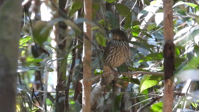 Tooth-billed Bowerbird - ML611290333