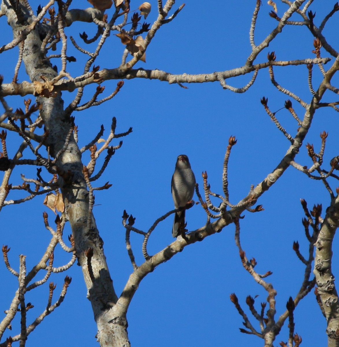 Northern Shrike - ML611290336