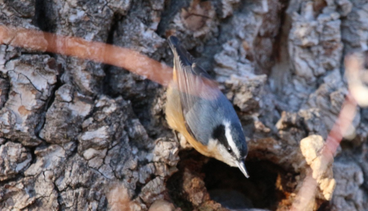 Red-breasted Nuthatch - ML611290340