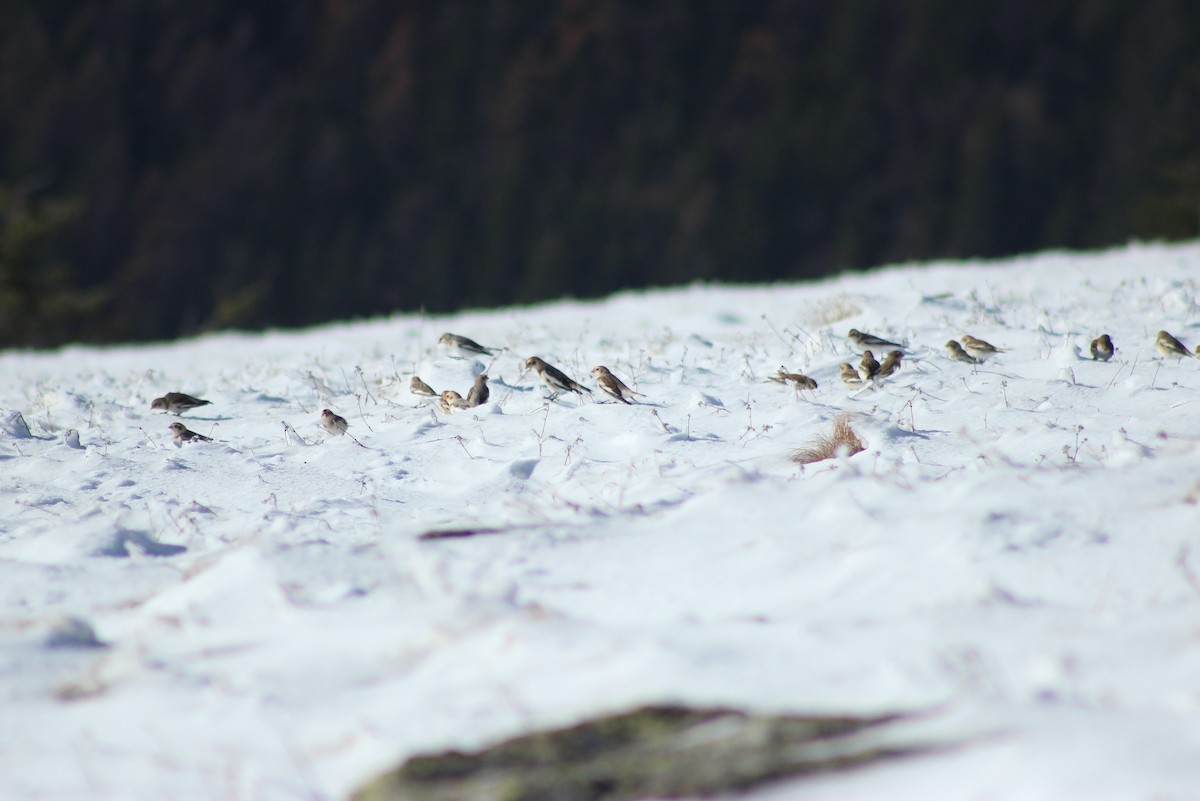 Snow Bunting - ML611290383