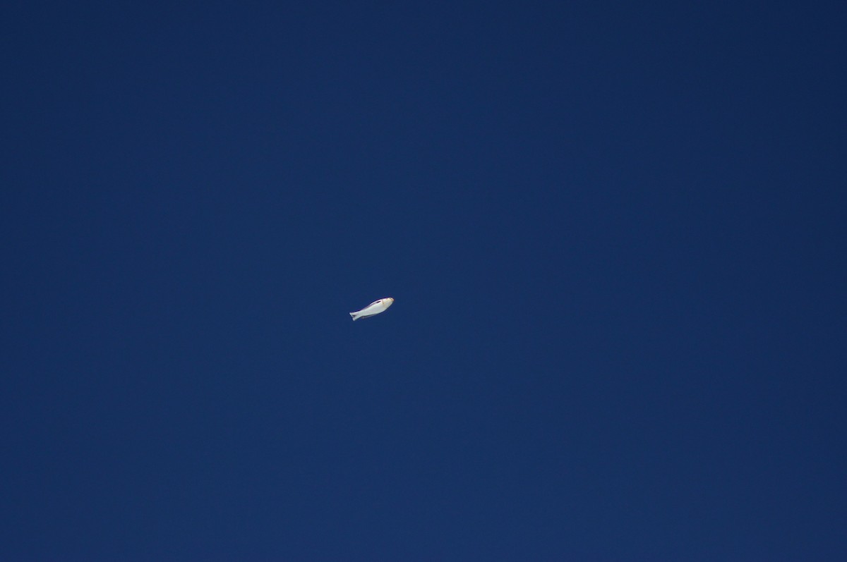 Snow Bunting - ML611290401