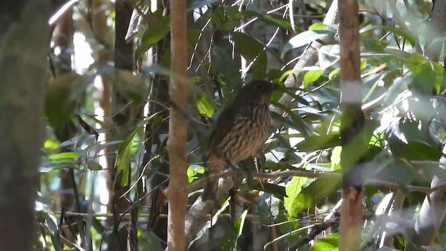 Tooth-billed Bowerbird - ML611290410