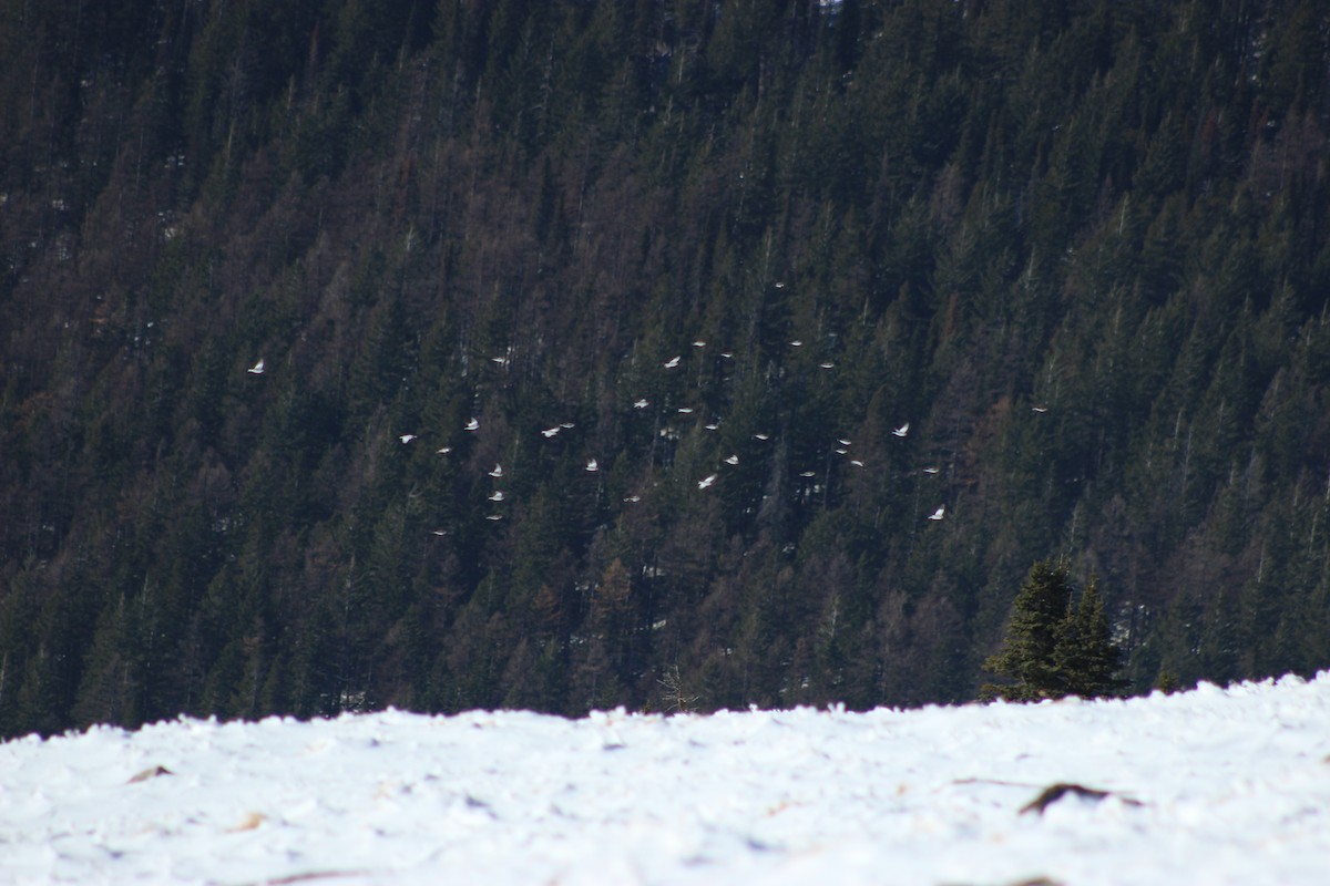 Snow Bunting - ML611290415