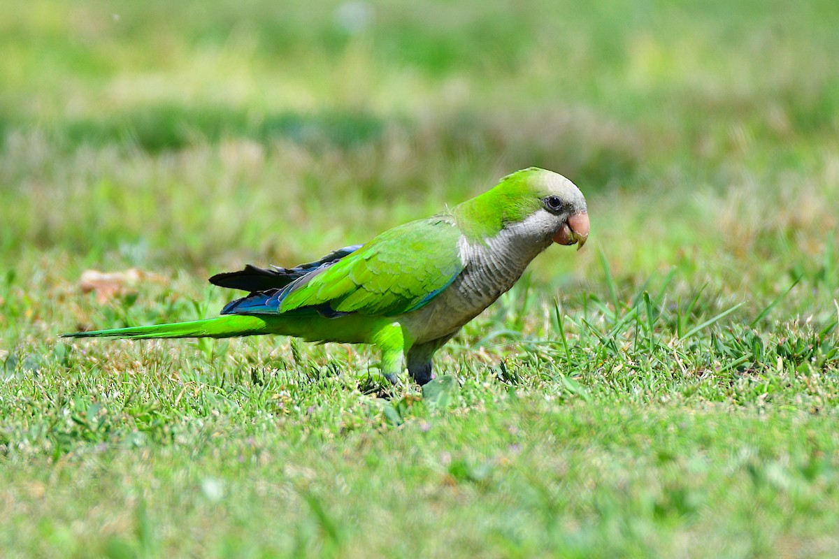 Monk Parakeet - ML611290436