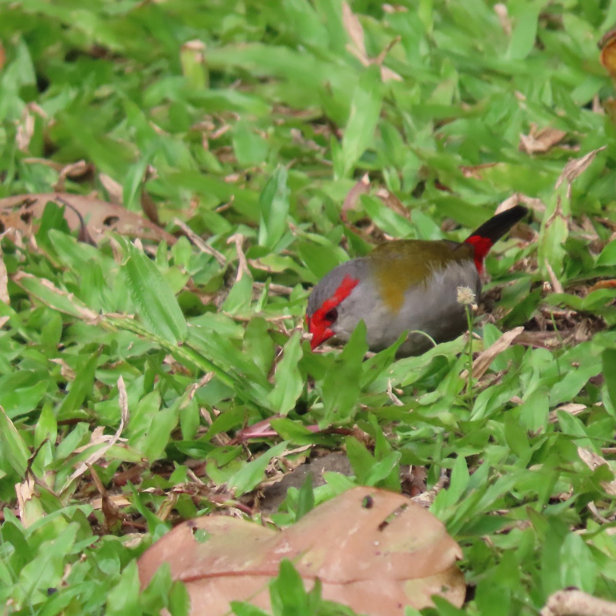 Red-browed Firetail - ML611290457