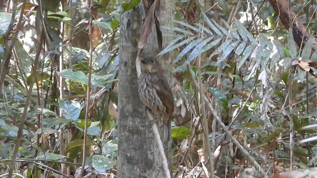 Tooth-billed Bowerbird - ML611290486