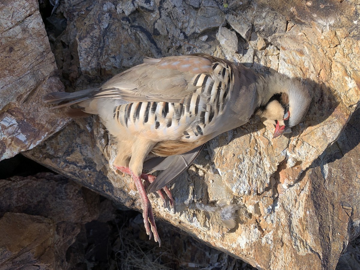 Chukar - ML611290511