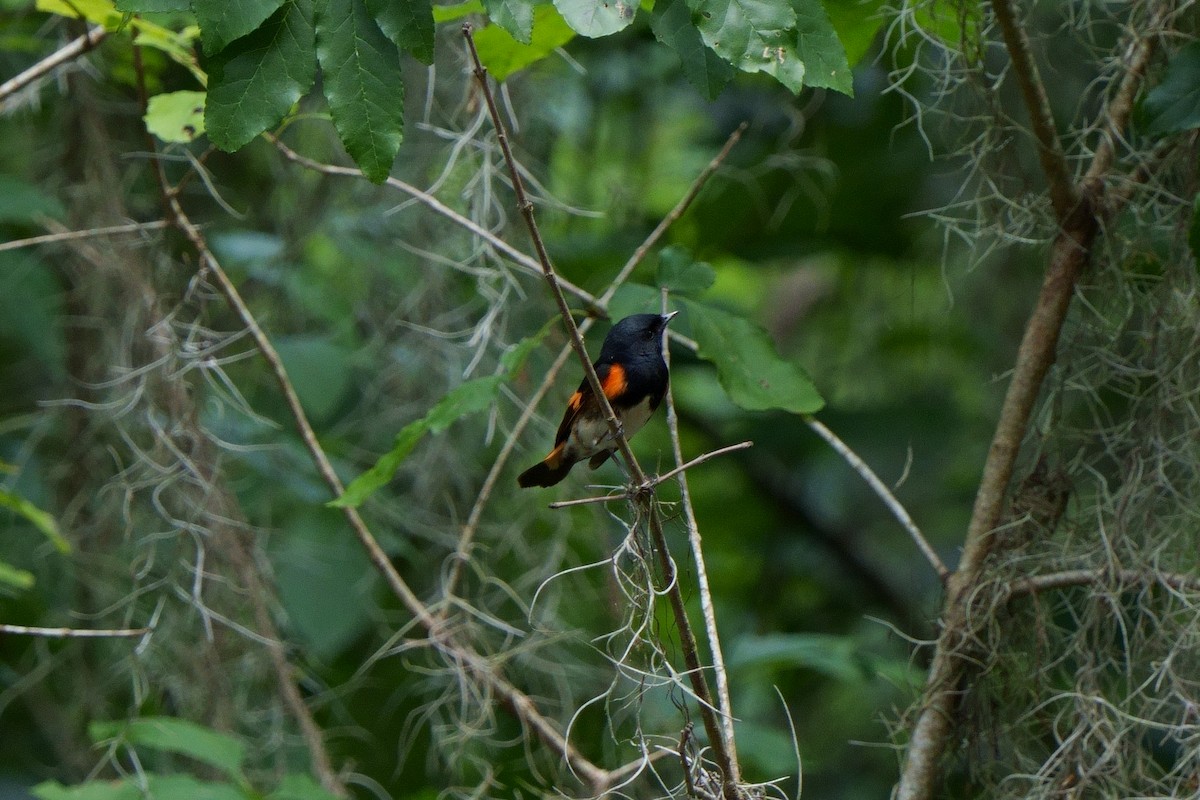 American Redstart - ML611290701