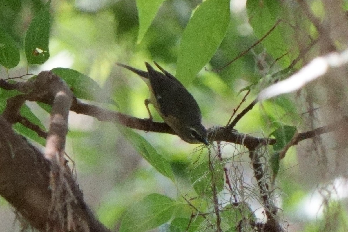 Black-throated Blue Warbler - Taylor Zeglam