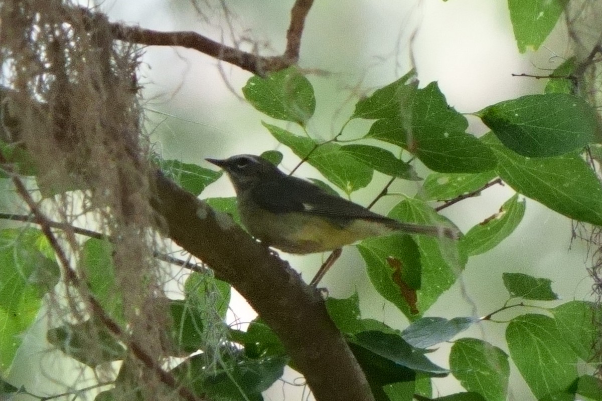 Black-throated Blue Warbler - Taylor Zeglam