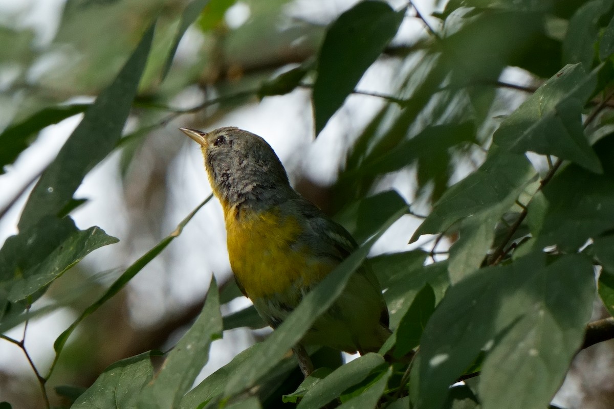 Northern Parula - Taylor Zeglam