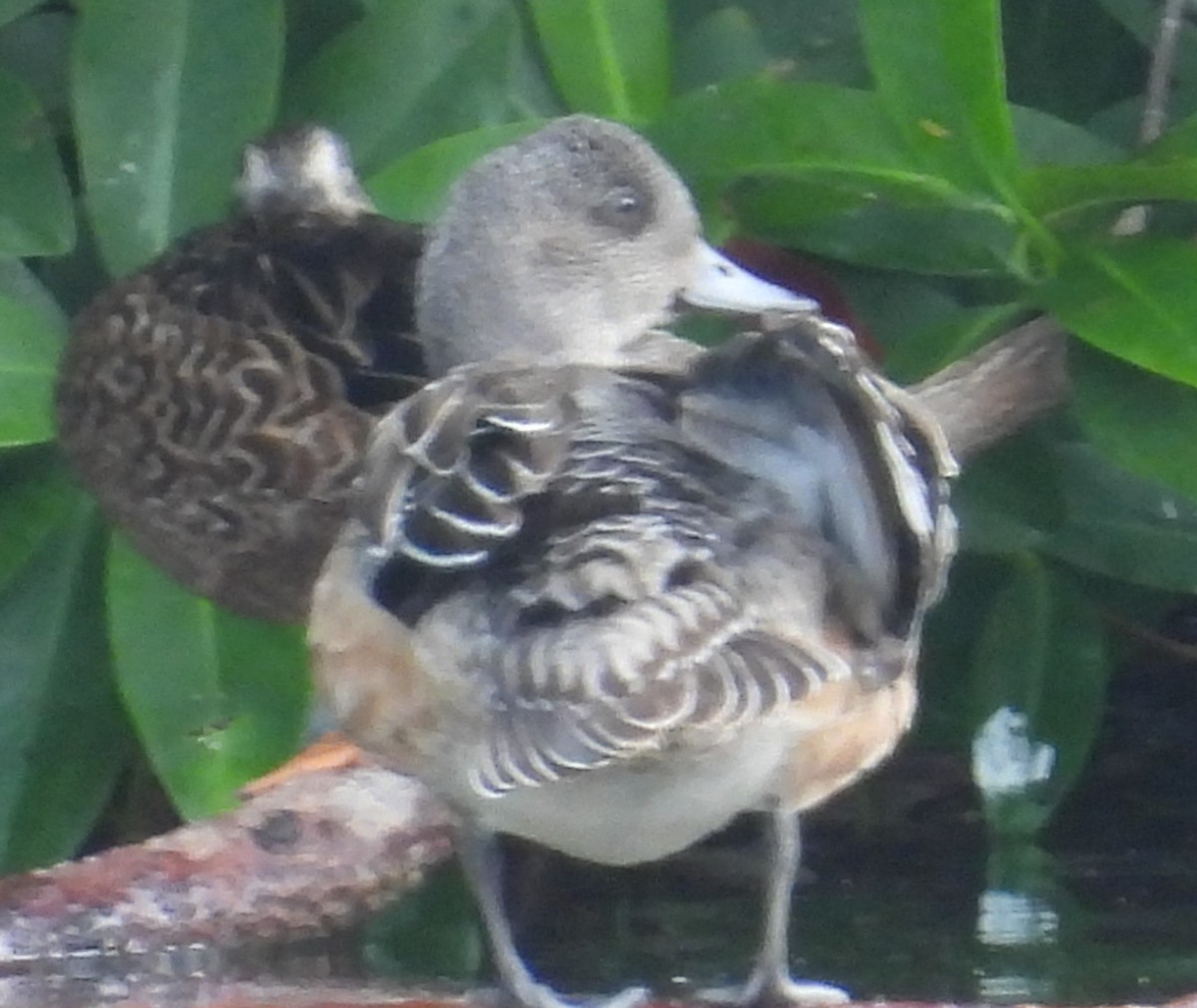 American Wigeon - ML611290766