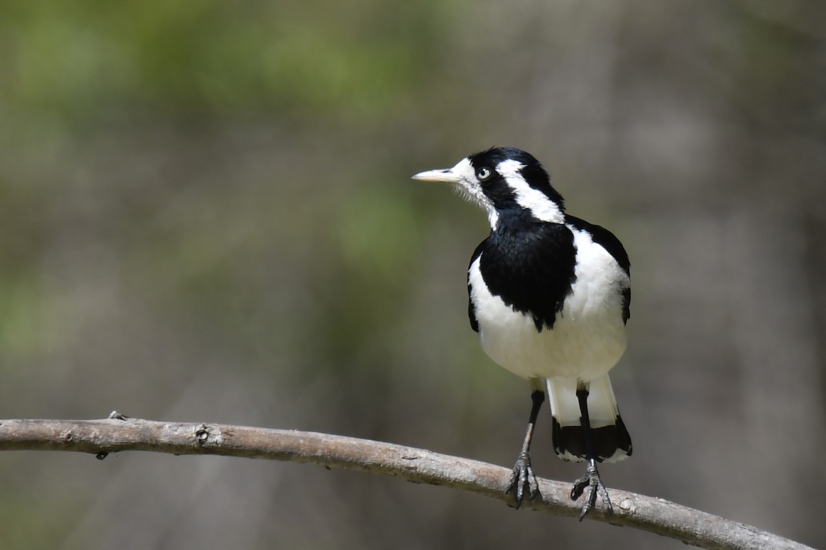 Magpie-lark - Chris Munson