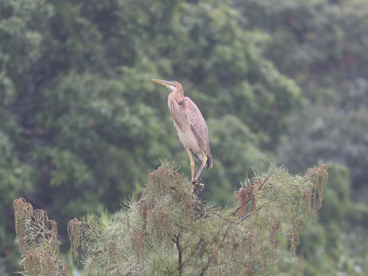 Purple Heron (Purple) - An Chou