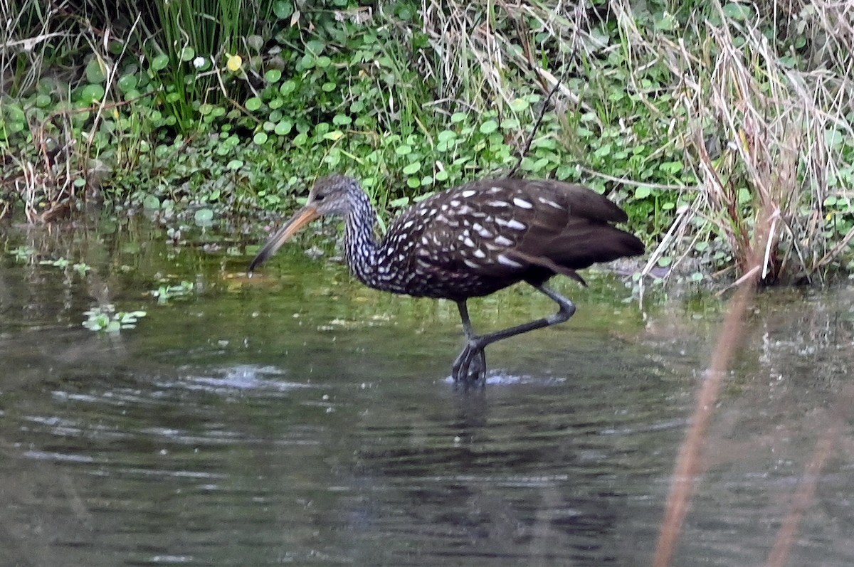 Limpkin - ML611290877