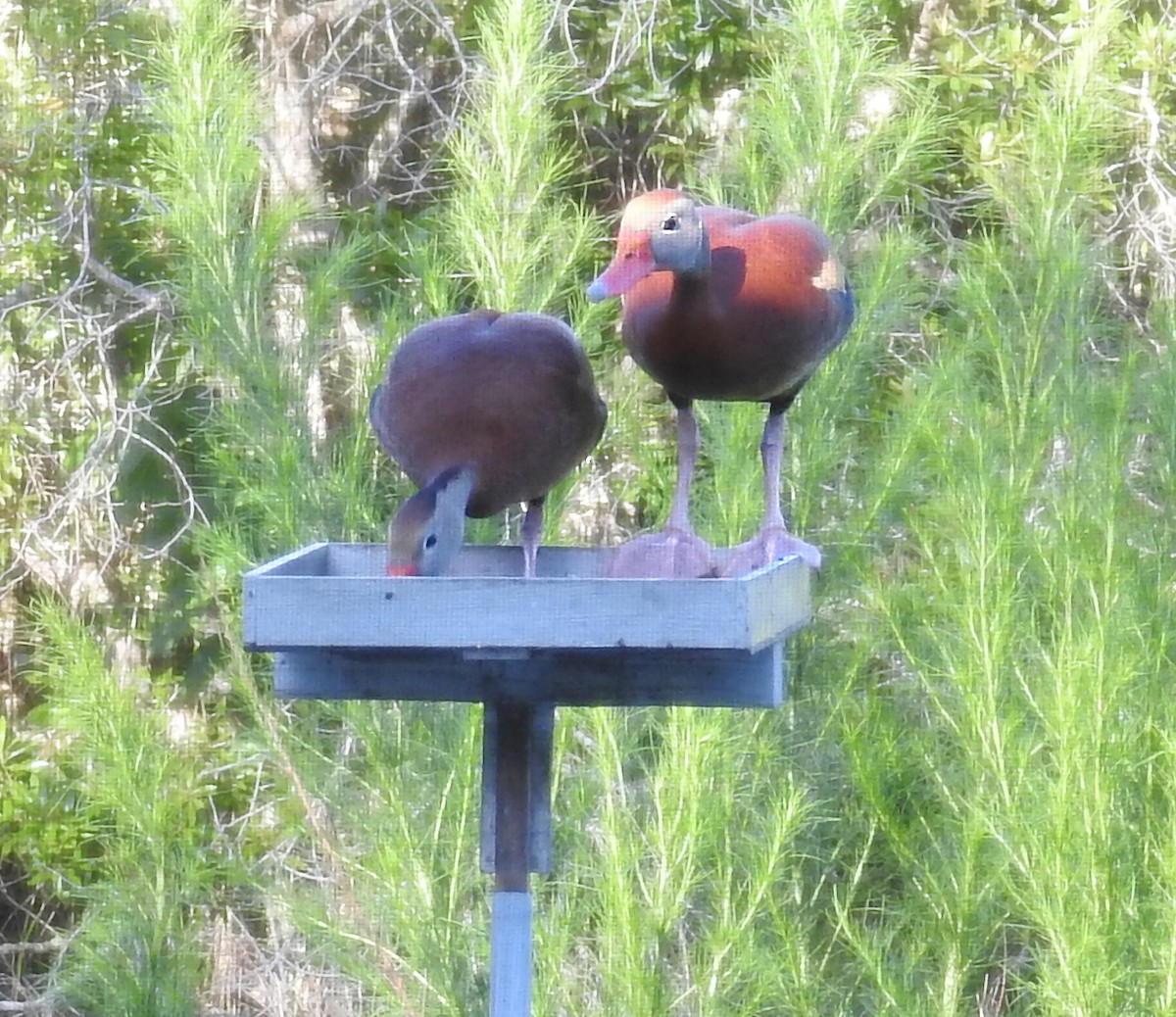 Black-bellied Whistling-Duck - ML61129121
