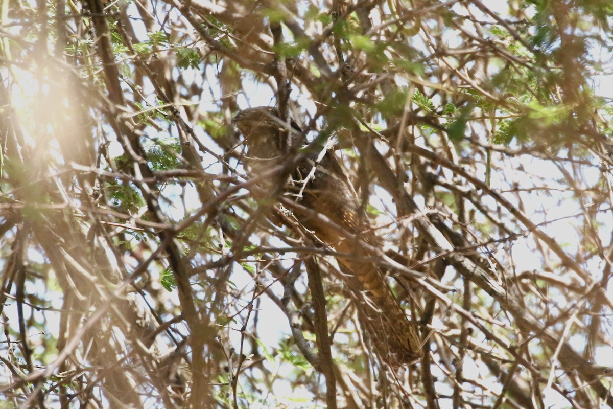 Eurasian Nightjar - ML611291216