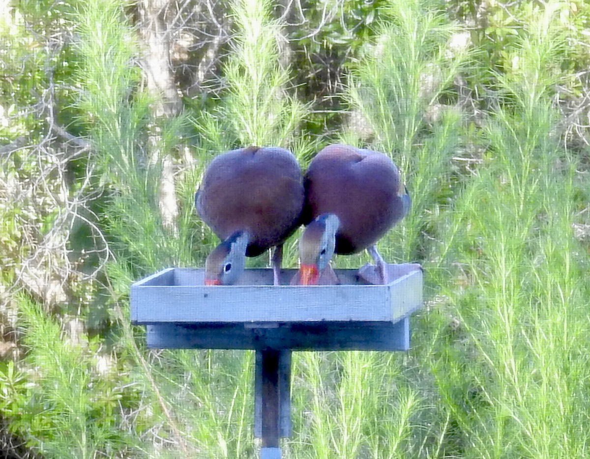 Black-bellied Whistling-Duck - ML61129131
