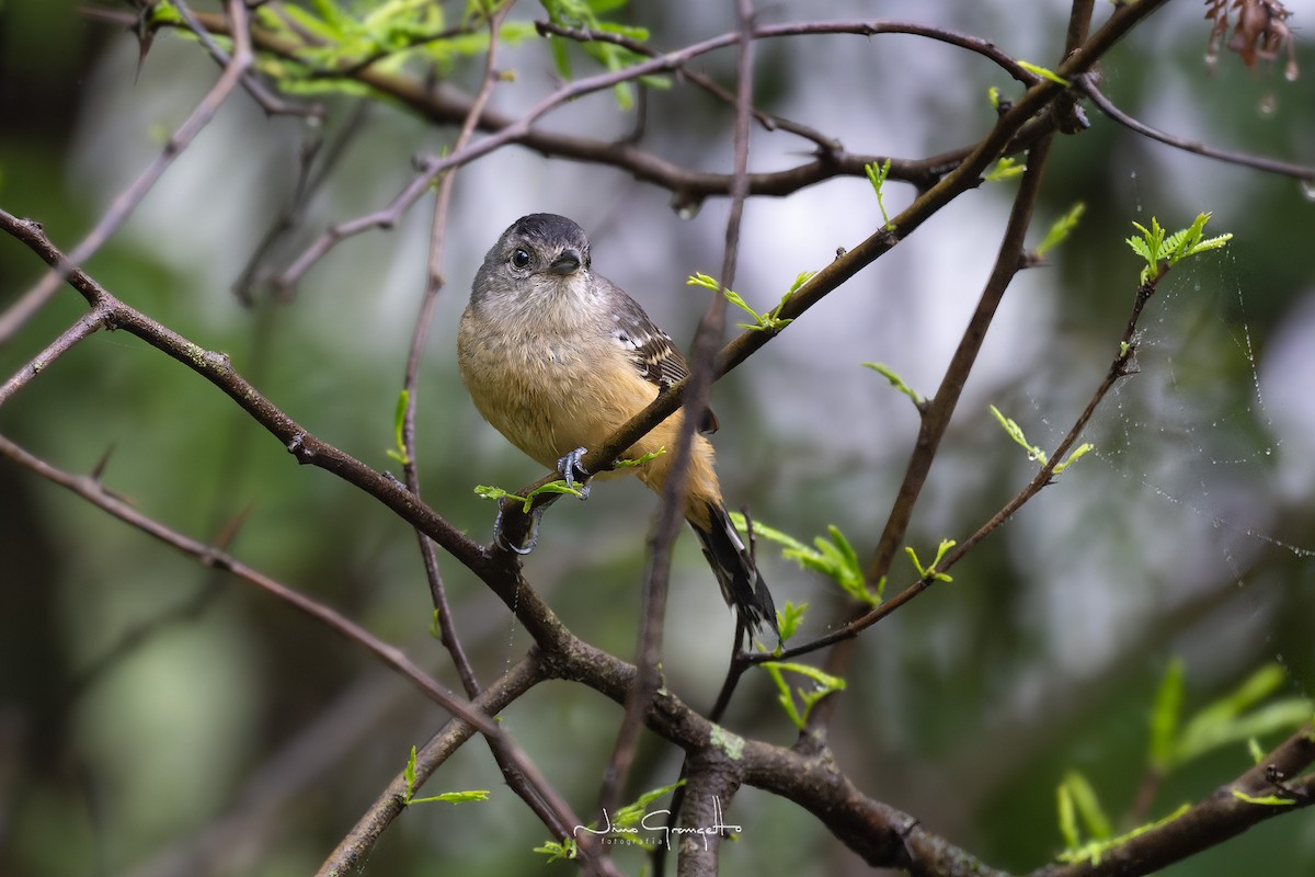 Variable Antshrike - ML611291324