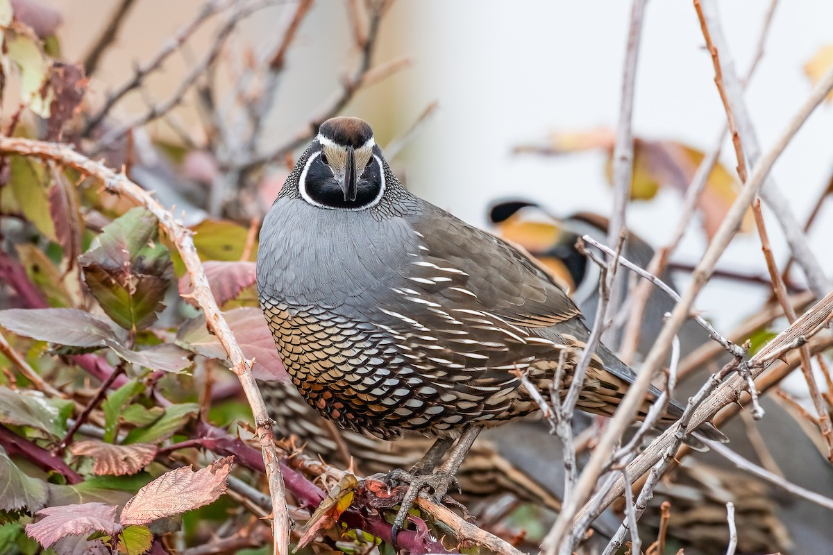 California Quail - Jeff Cooper