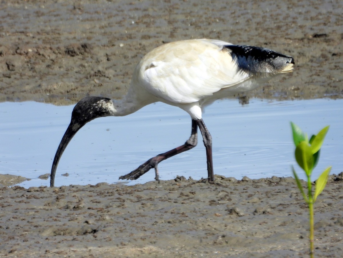 Ibis à cou noir - ML611291339