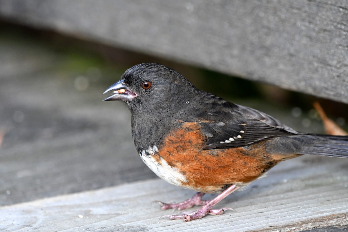 Spotted Towhee - Stéphane Barrette