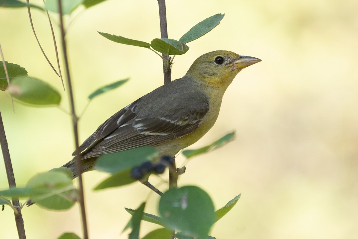 Western Tanager - ML611291354