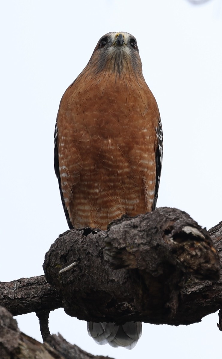 Red-shouldered Hawk - ML611291465