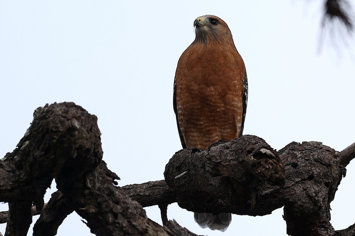 Red-shouldered Hawk - ML611291466