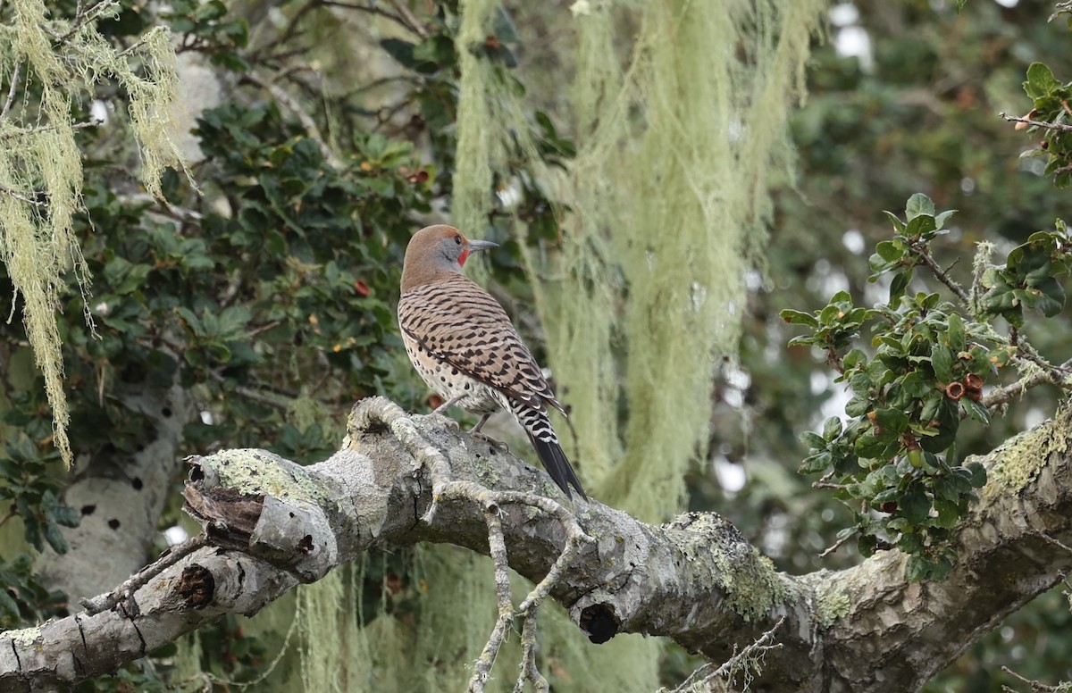 Northern Flicker - ML611291477