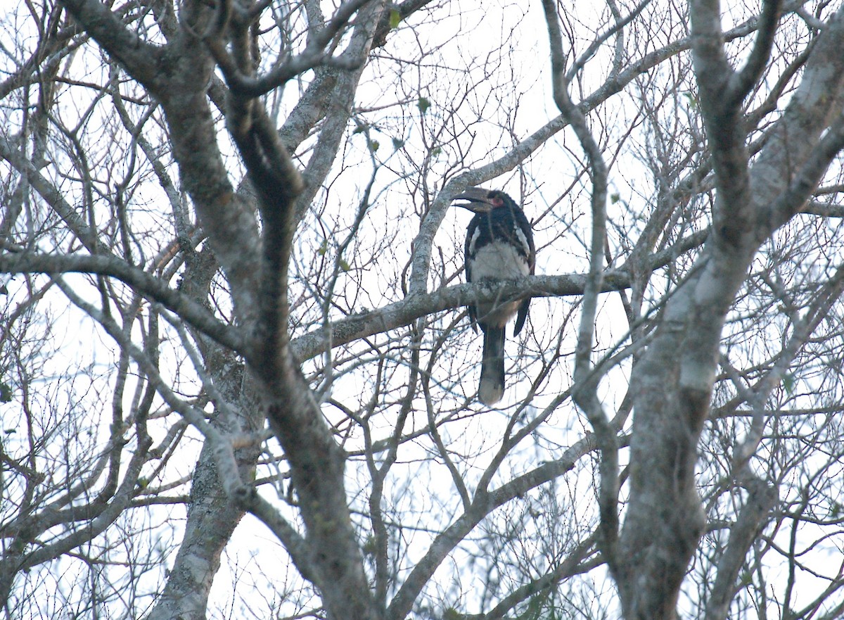 Trumpeter Hornbill - ML611291565