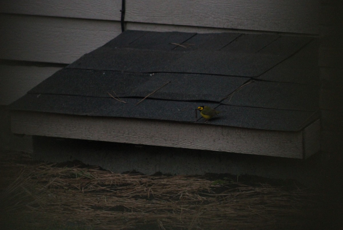 Hooded Warbler - ML611291589