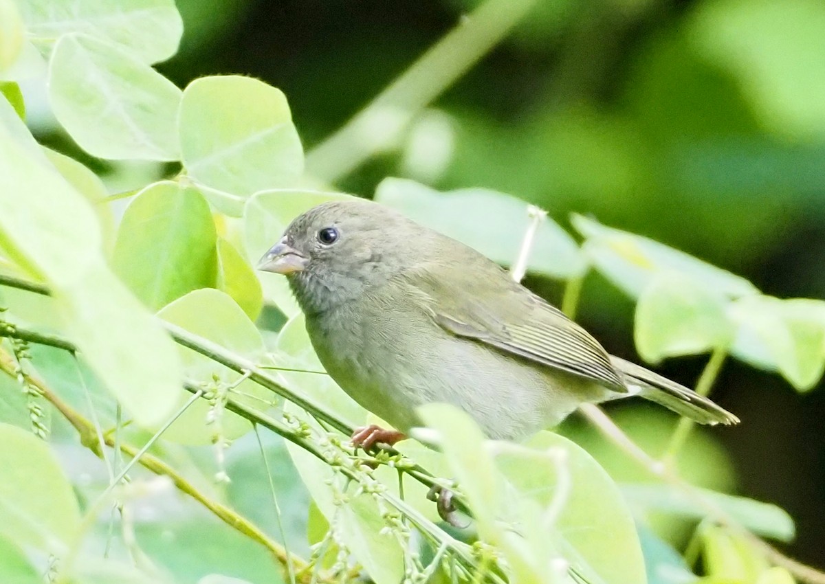 Black-faced Grassquit - ML611291606