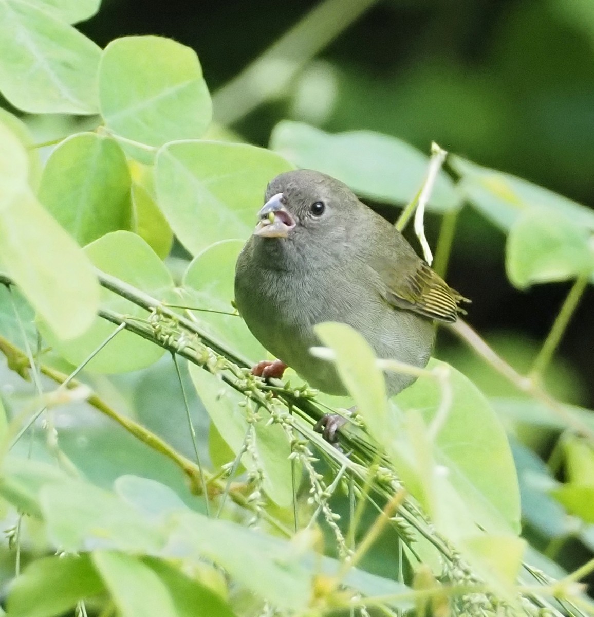 Black-faced Grassquit - ML611291636