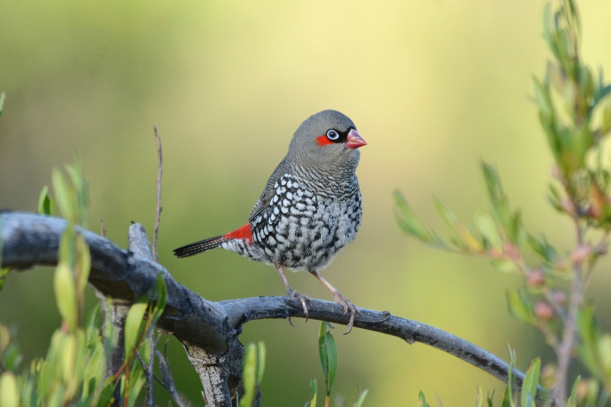 Red-eared Firetail - ML611291643