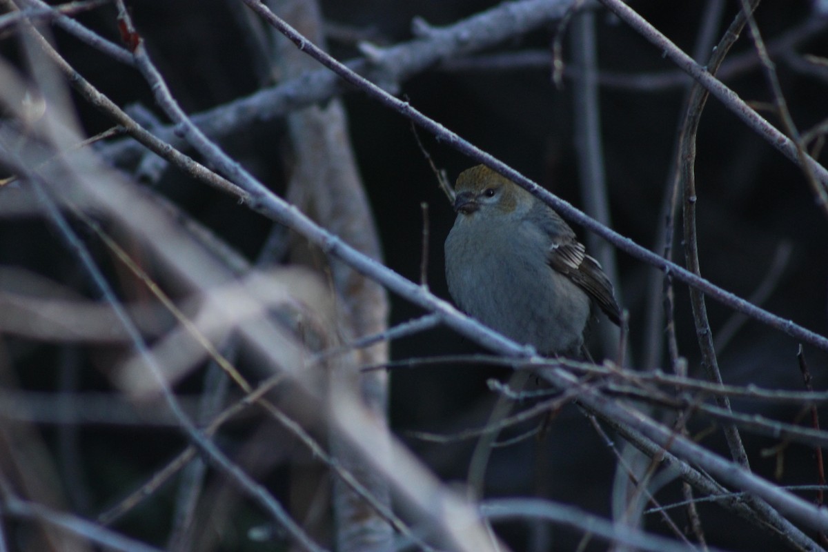 Pine Grosbeak - ML611291647