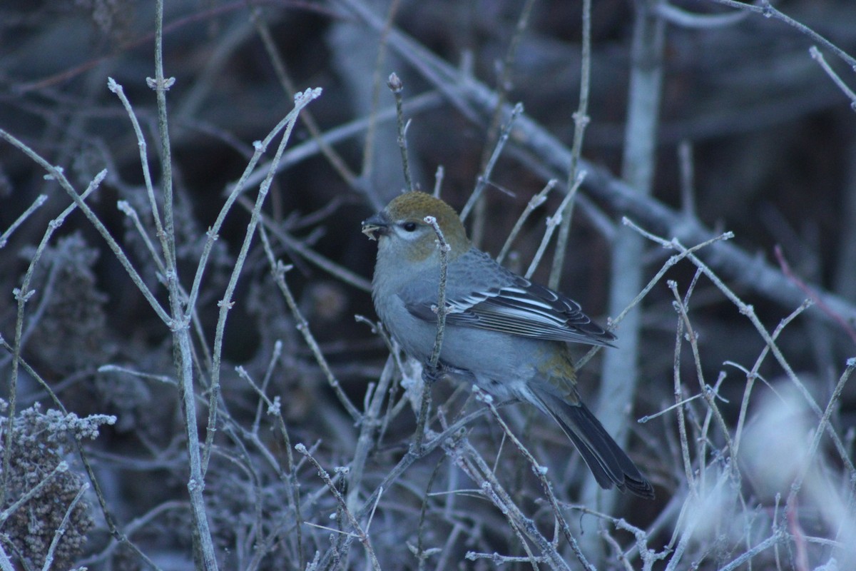 Pine Grosbeak - ML611291654