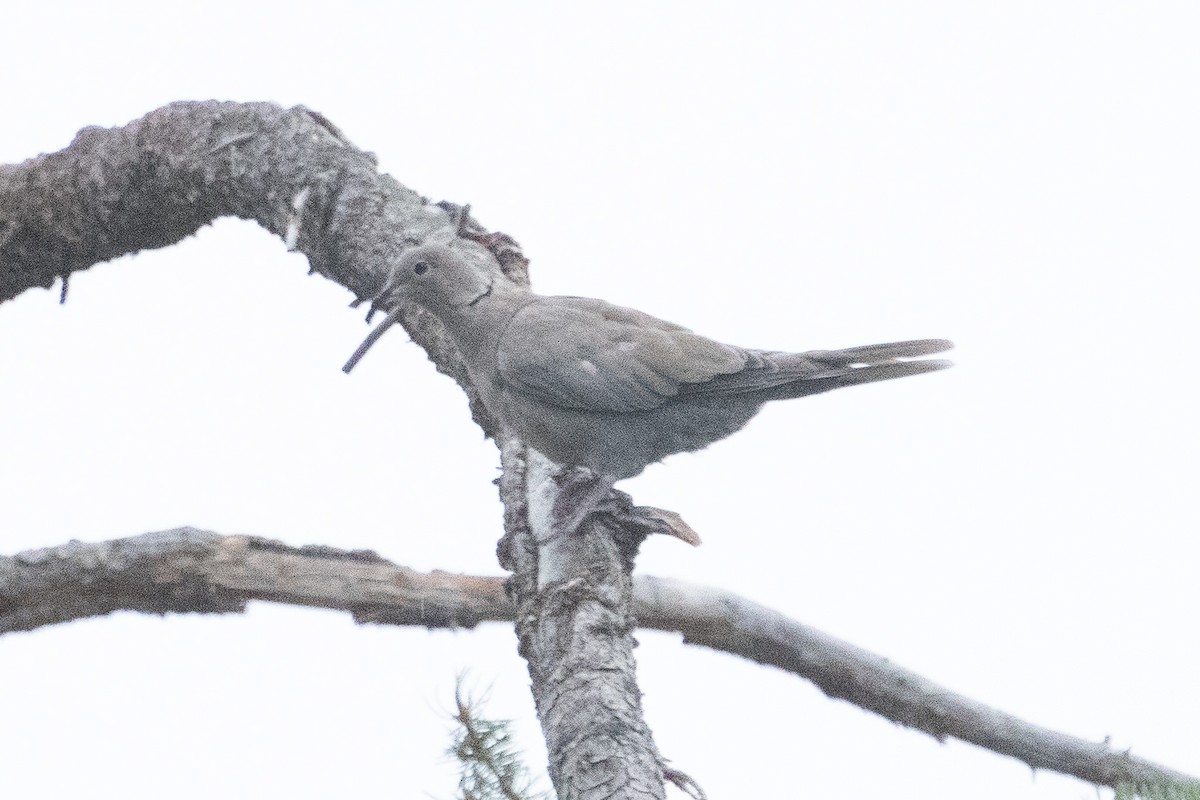 Eurasian Collared-Dove - ML611291690