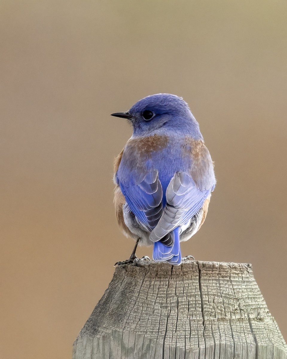 Western Bluebird - ML611291715