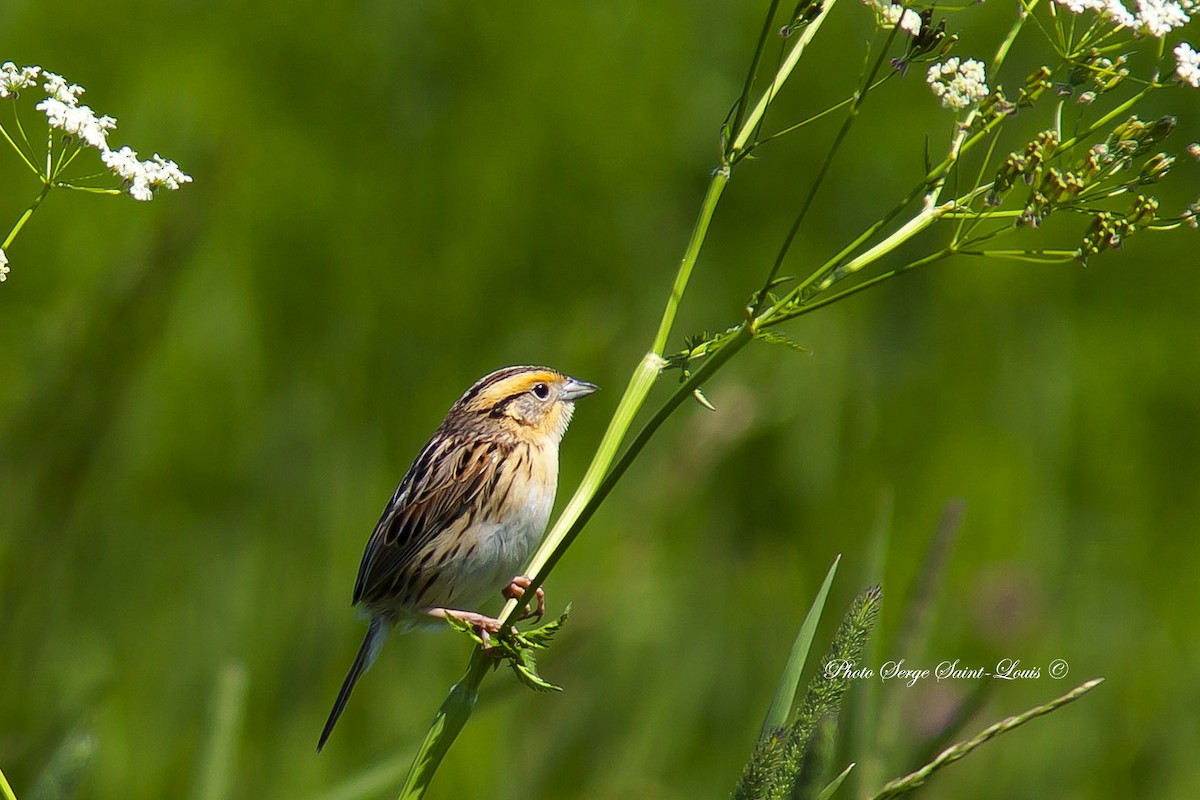 LeConte's Sparrow - ML61129181