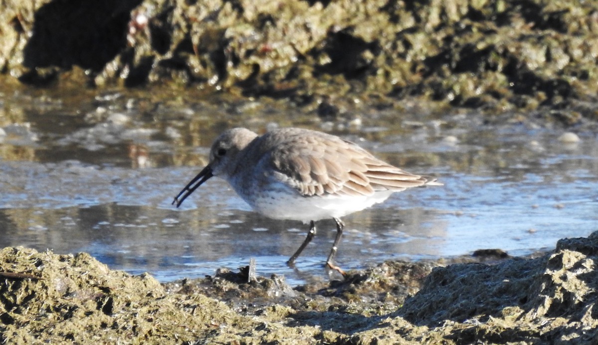 Dunlin - ML611291883