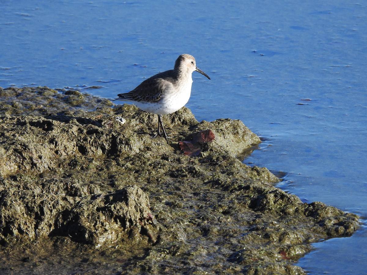 Dunlin - ML611291885