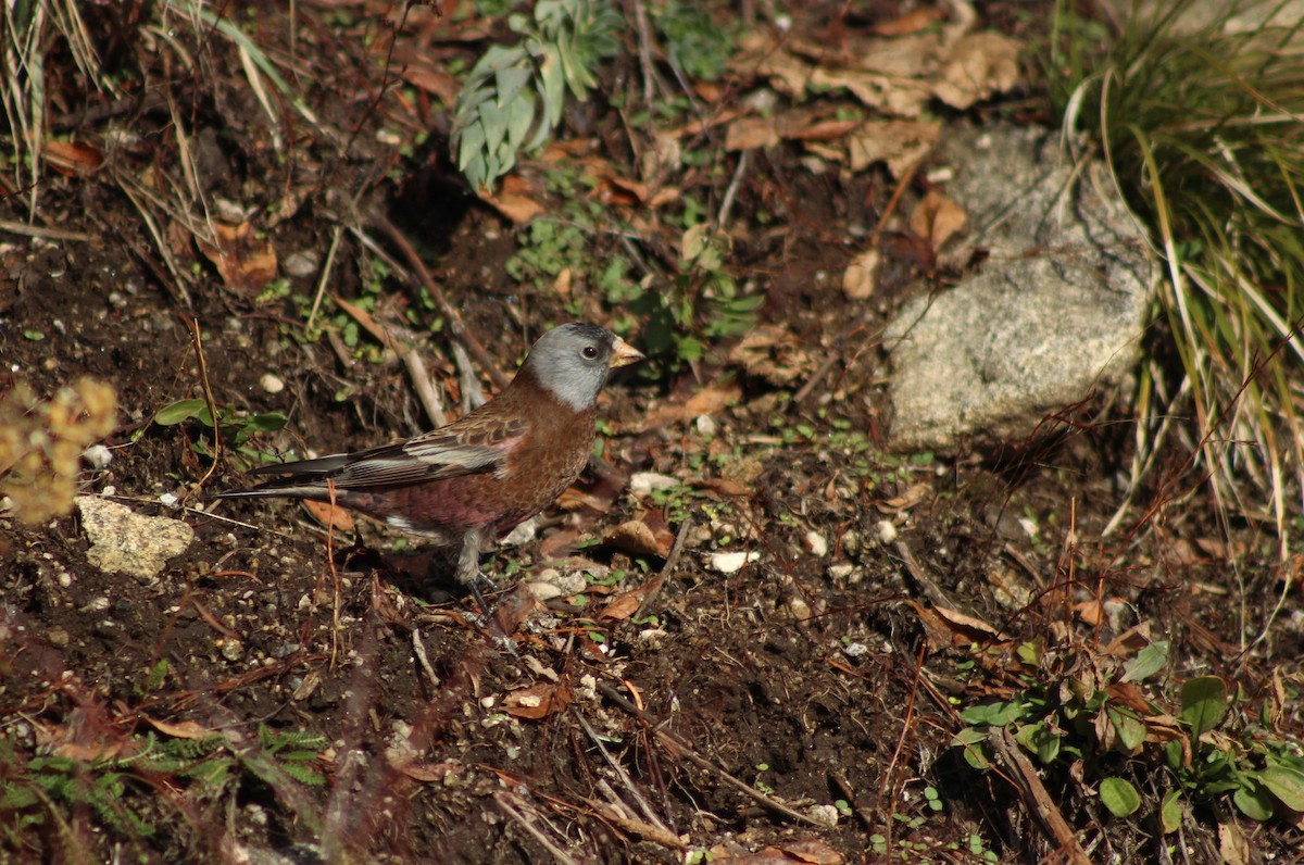 Gray-crowned Rosy-Finch (Hepburn's) - ML611291976
