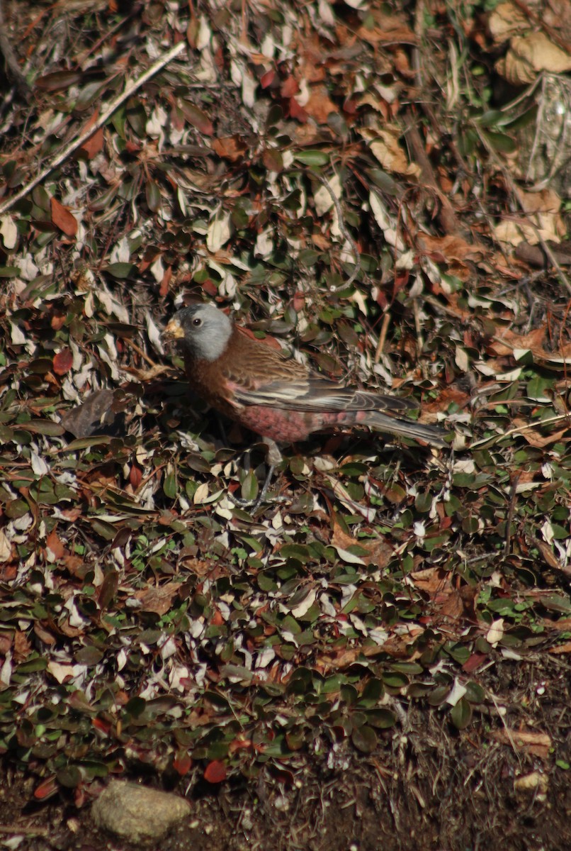 Gray-crowned Rosy-Finch (Hepburn's) - ML611291985