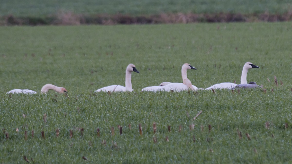 Trumpeter Swan - Nick Balachanoff