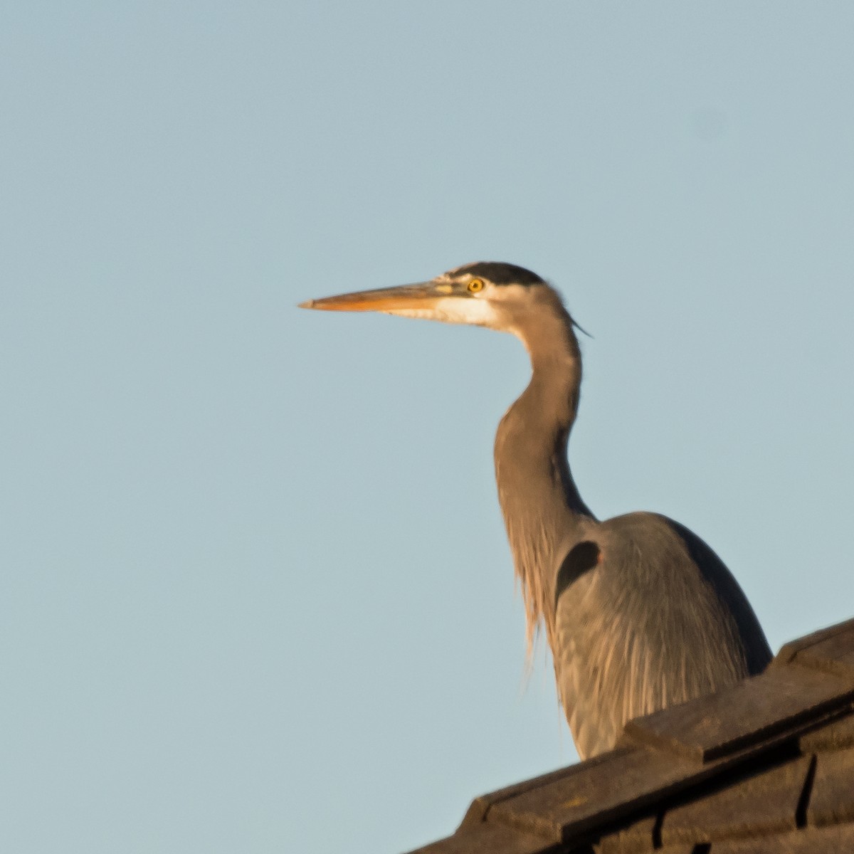 Great Blue Heron - ML611292060