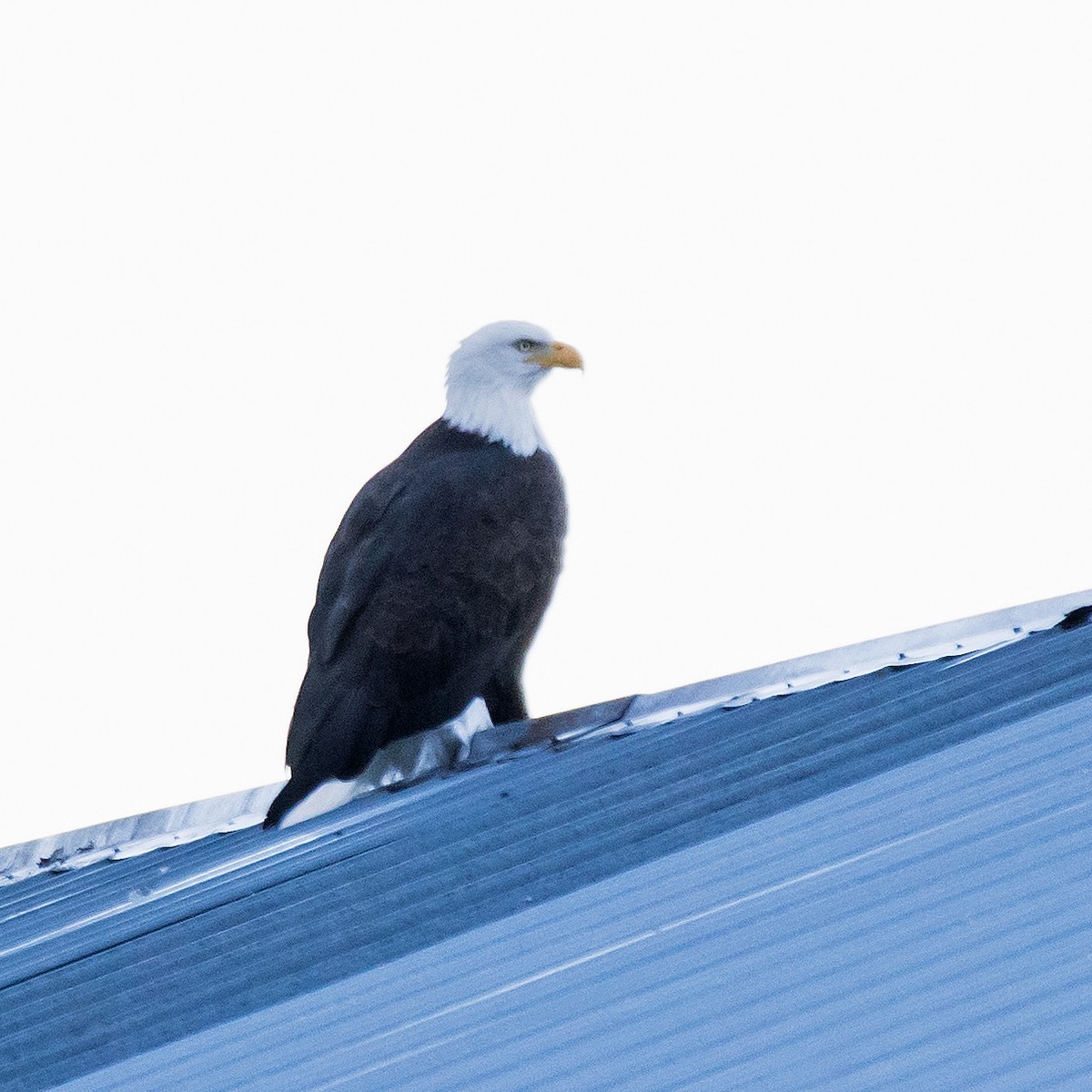 Bald Eagle - ML611292062